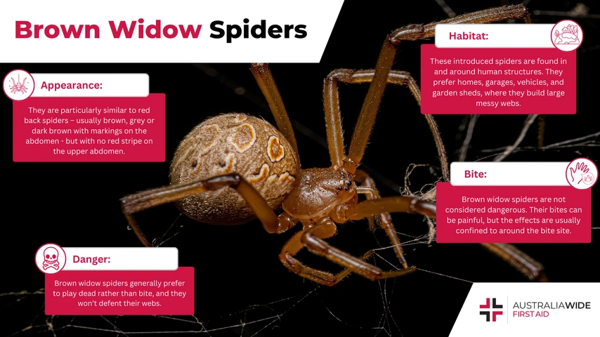 Brown widow spider infographic